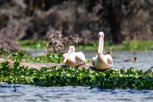 Δύο μεγάλες λευκό πελεκάνων ή Pelecanus onocrotalus — Φωτογραφία Αρχείου