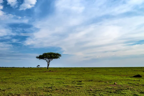 Hermosa vista de la naturaleza en Savannah — Foto de Stock