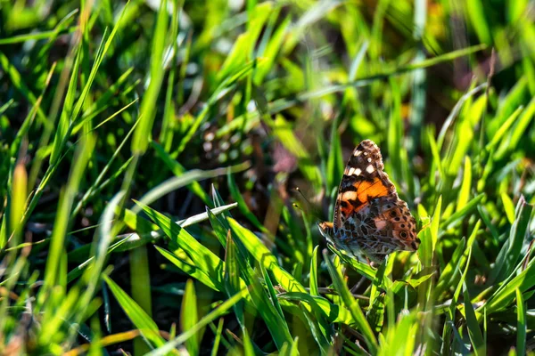 Renkli kelebek Vanessa cardui çim — Stok fotoğraf