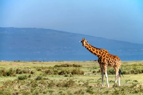 Угандійський жирафа переглядає напрямку savannah — стокове фото