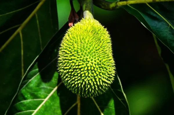 Breadfruit or Artocarpus altilis on a tree — Stock Photo, Image