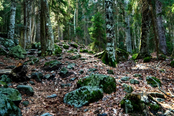 Belle vue à l'intérieur de la forêt de pins — Photo