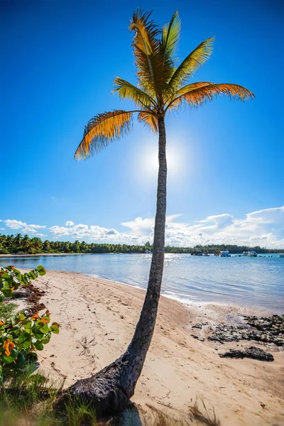 Tropical beach with palm trees and ocean — Stock Photo, Image