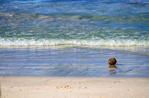 ロンリーココナッツはサンディトロピカルビーチに横たわっています — ストック写真