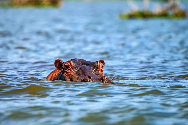 Hipopótamo cercano o anfibio hipopótamo en el agua —  Fotos de Stock