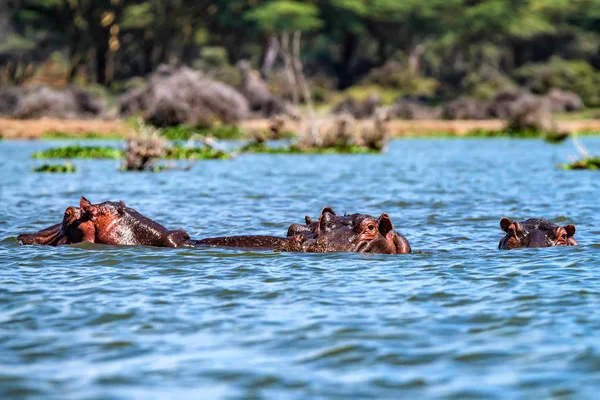Close hippo or Hippopotamus amphibius in water — Stock Photo, Image