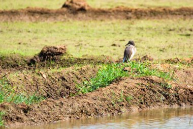 Pirinç alan üzerinde ak balıkçıl
