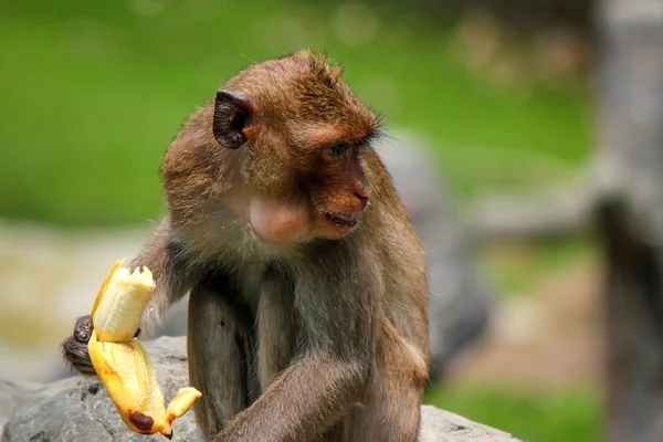 Mono macaco Rhesus o Macaca mulata —  Fotos de Stock