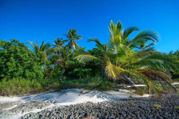 Tropisch strand met palmbomen — Stockfoto