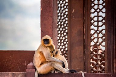 Gri langur veya Semnopithecus etellus duvarda oturur