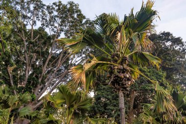 Deniz Hindistan cevizi veya Lodoicea Maldivica