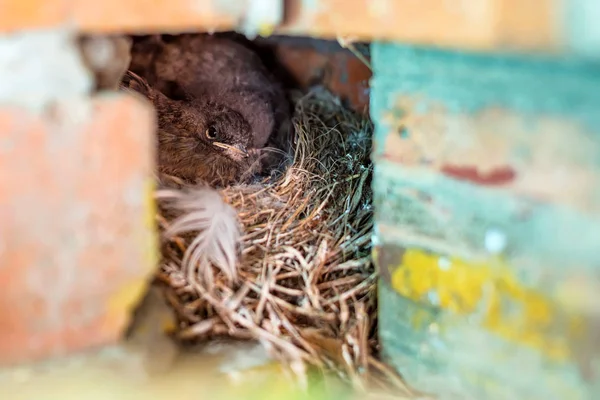 Nestlings of Phoenicurus ochruros in nest — Stock Photo, Image