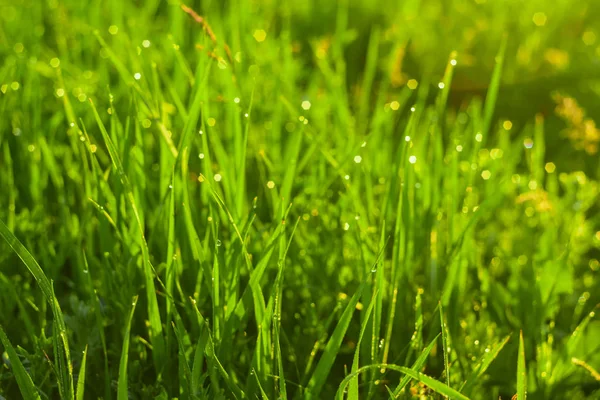 Grama verde e gotas de orvalho da manhã — Fotografia de Stock