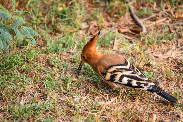 Wiedehopf oder upupa epops in Indien — Stockfoto