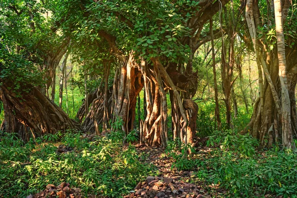 Pemandangan hutan yang indah dengan beringin India — Stok Foto