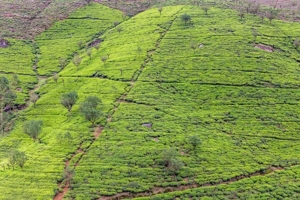 Ландшафт плантації чаю в Шрі - Ланці. — стокове фото