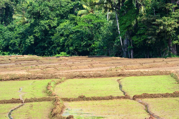 Velden met gewassen van rijst in Sri Lanka — Stockfoto