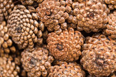 Çam kozalakları arka planı