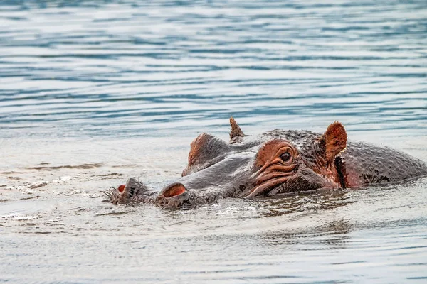 Hipopótamo cercano o anfibio hipopótamo en el agua —  Fotos de Stock