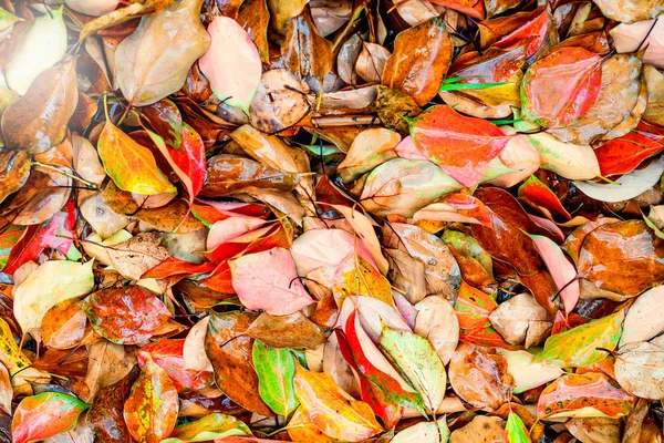Tło upadek z żółtych i czerwonych liści — Zdjęcie stockowe