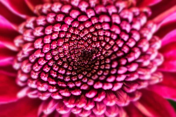 Primo piano del fiore di crisantemo viola — Foto Stock