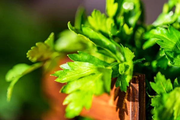 Dill fresco e salsa em caixa de madeira perto — Fotografia de Stock