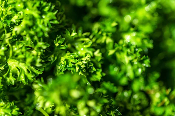 Folhas de salsa verdes frescas fecham — Fotografia de Stock
