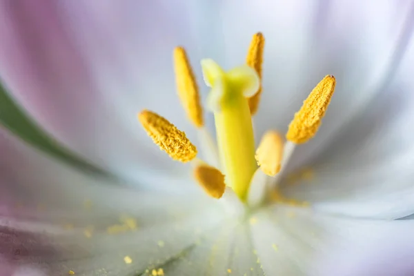 Medio de una hermosa macro tulipán rosa —  Fotos de Stock