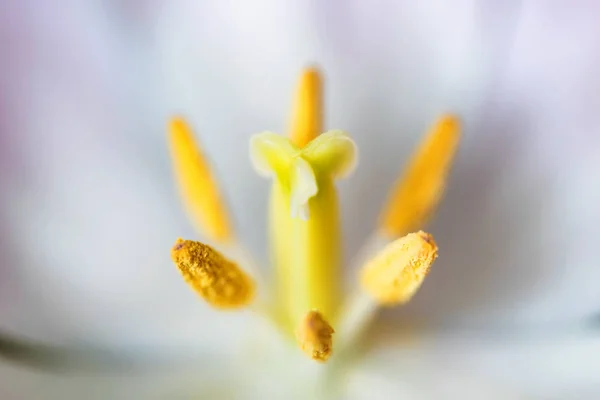 Środku makra piękny tulipan różowy — Zdjęcie stockowe