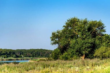 Güzel yaz manzara ağaçlar ve nehir