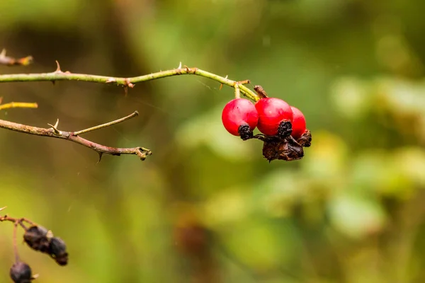 Bobule dogrose na větvi zavřít — Stock fotografie