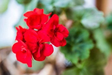 Parlak kırmızı Sardunya çiçekleri kapatın