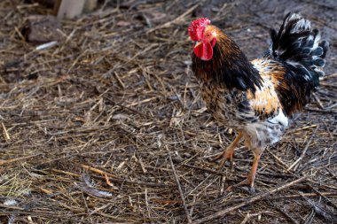 Renkli çiftlik horozu açık havada yürüyüşler