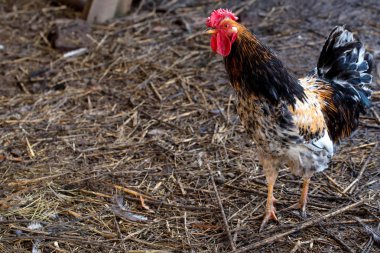 Renkli çiftlik horozu açık havada yürüyüşler