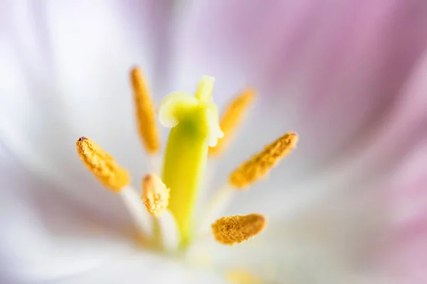 Medio de una hermosa macro tulipán rosa —  Fotos de Stock