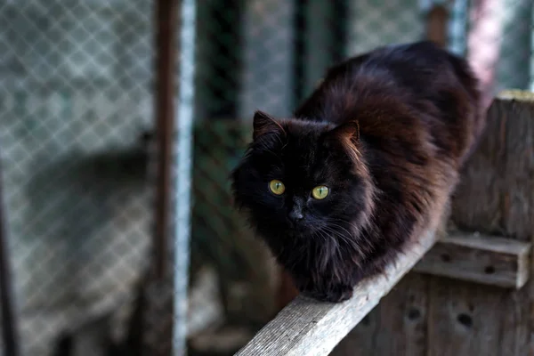 Svart katt sitter utanför Stäng — Stockfoto