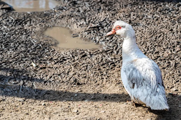 Muscovy duck or Cairina moschata at farmyard — Stock Photo, Image