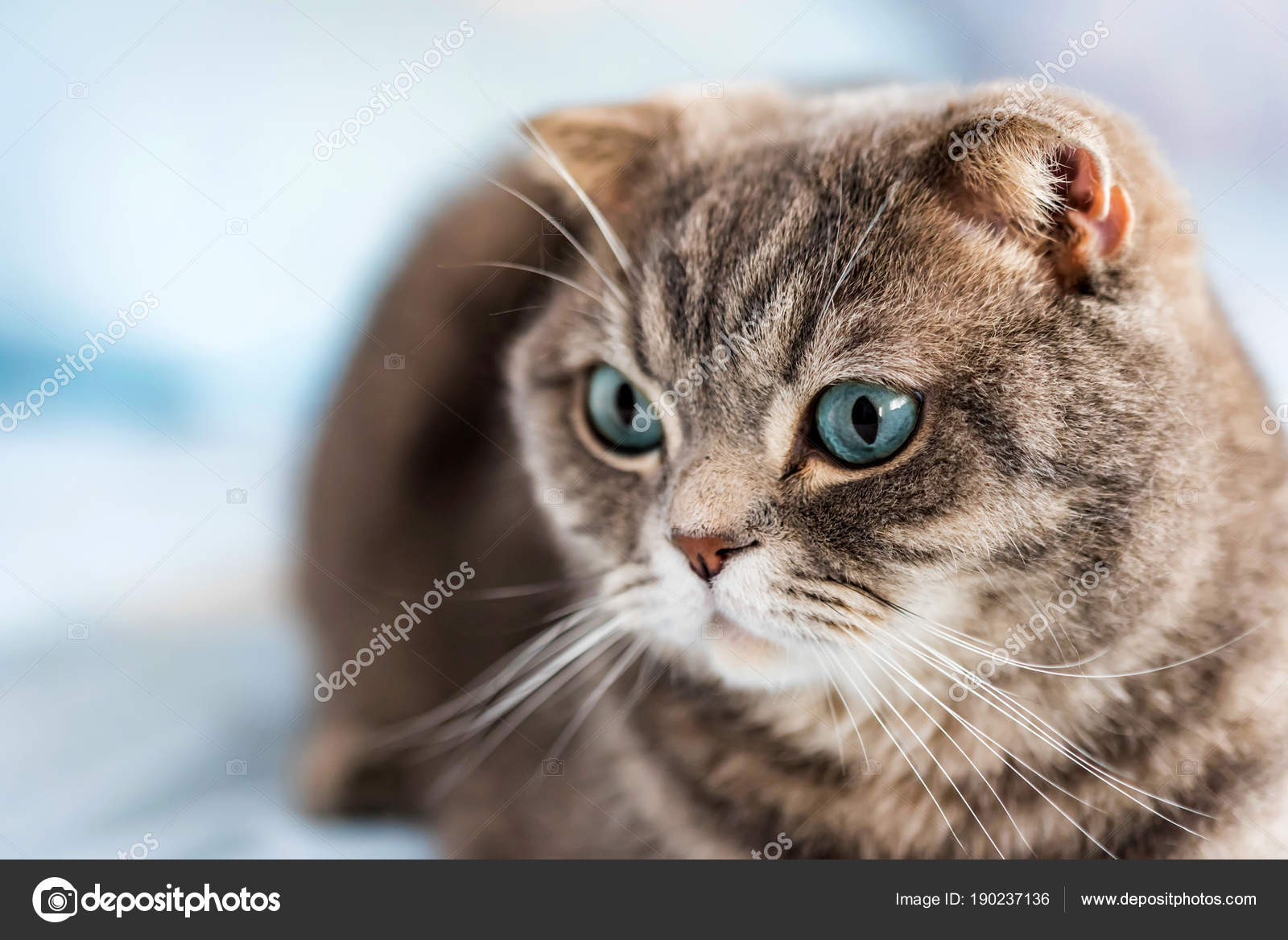 Graue Britisch Kurzhaar Katze Porträt Stockfoto