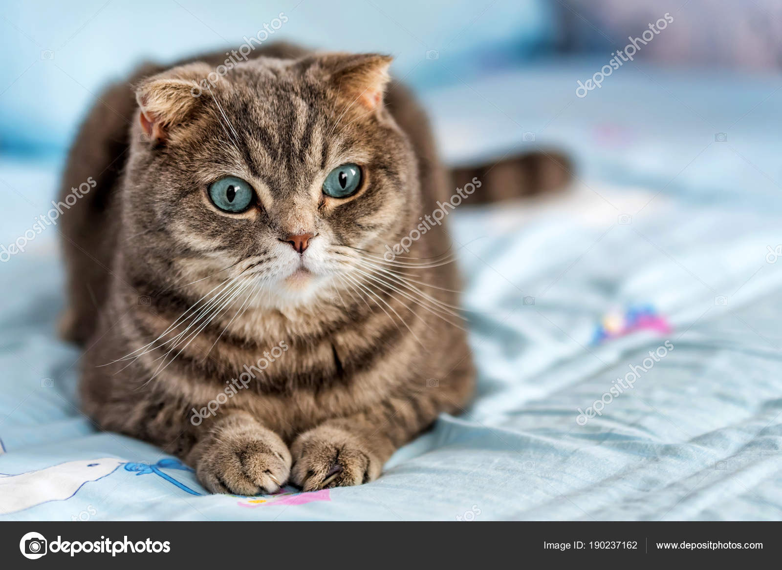 Grey British Shorthair Cat Portrait Stock Photo