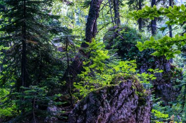 Dağ manzarası kayalar ve orman