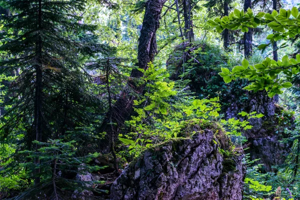 Горный пейзаж с камнями и лесом — стоковое фото