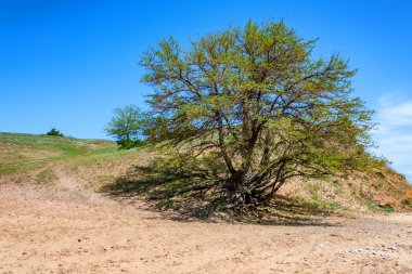 Tsimlyansk su deposu, Rusya'nın yüksek banka ağaçta