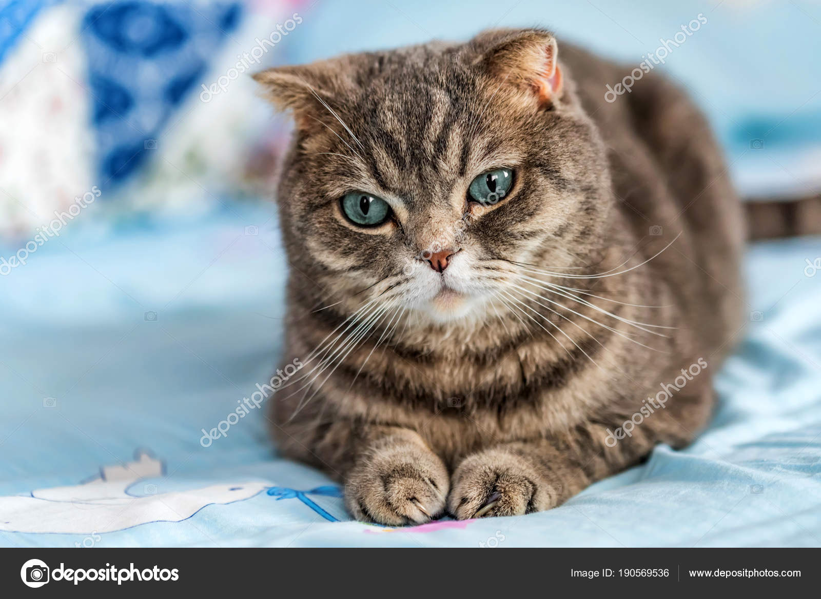 Graue Britisch Kurzhaar Katze Porträt Stockfoto