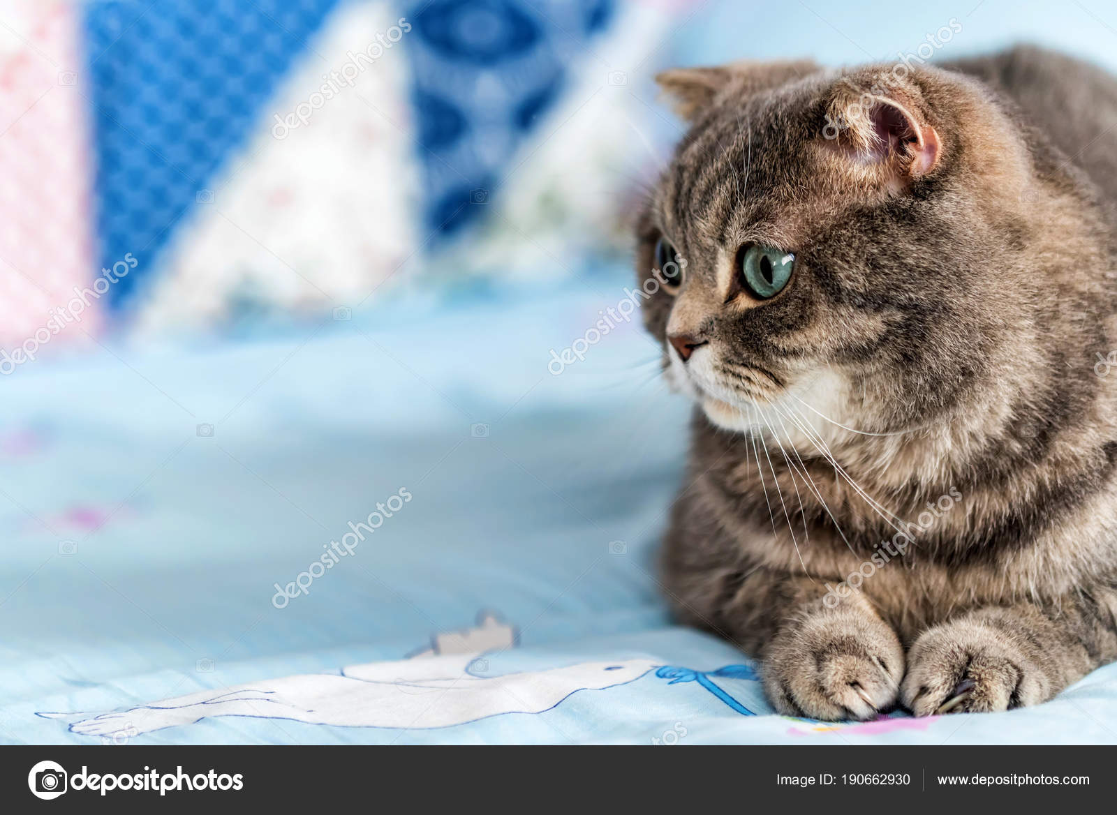 Grey British Shorthair Cat Portrait Stock Photo C Yakov Oskanov