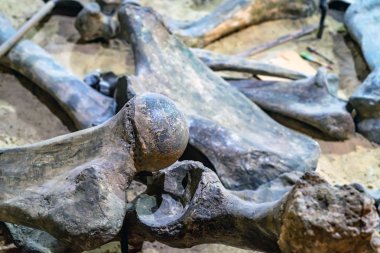 Kazılan Dinozor fosilleri Müzesi'nde