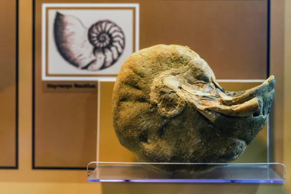 Concha de amonita expuesto ni museo — Foto de Stock