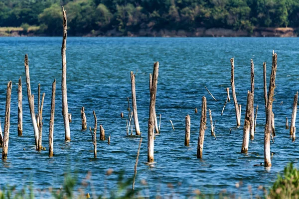 Маленькі сухі дерева, що ростуть в літньому ландшафті озера — стокове фото