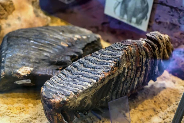 Раскопанные окаменелости динозавров в музее — стоковое фото