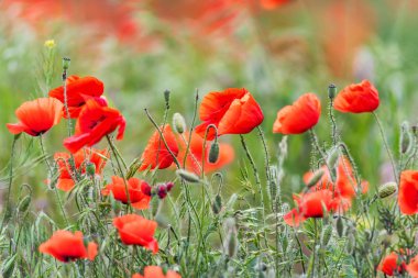 Çok güzel kırmızı çiçek haşhaş alanla