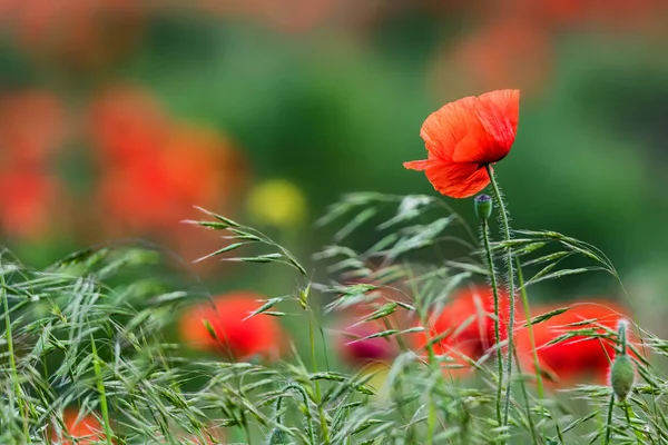 stock image Single poppy flower with poppy field background